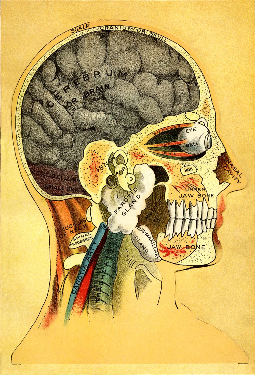 Anatomical chart, the head 1905 by Unbekannt