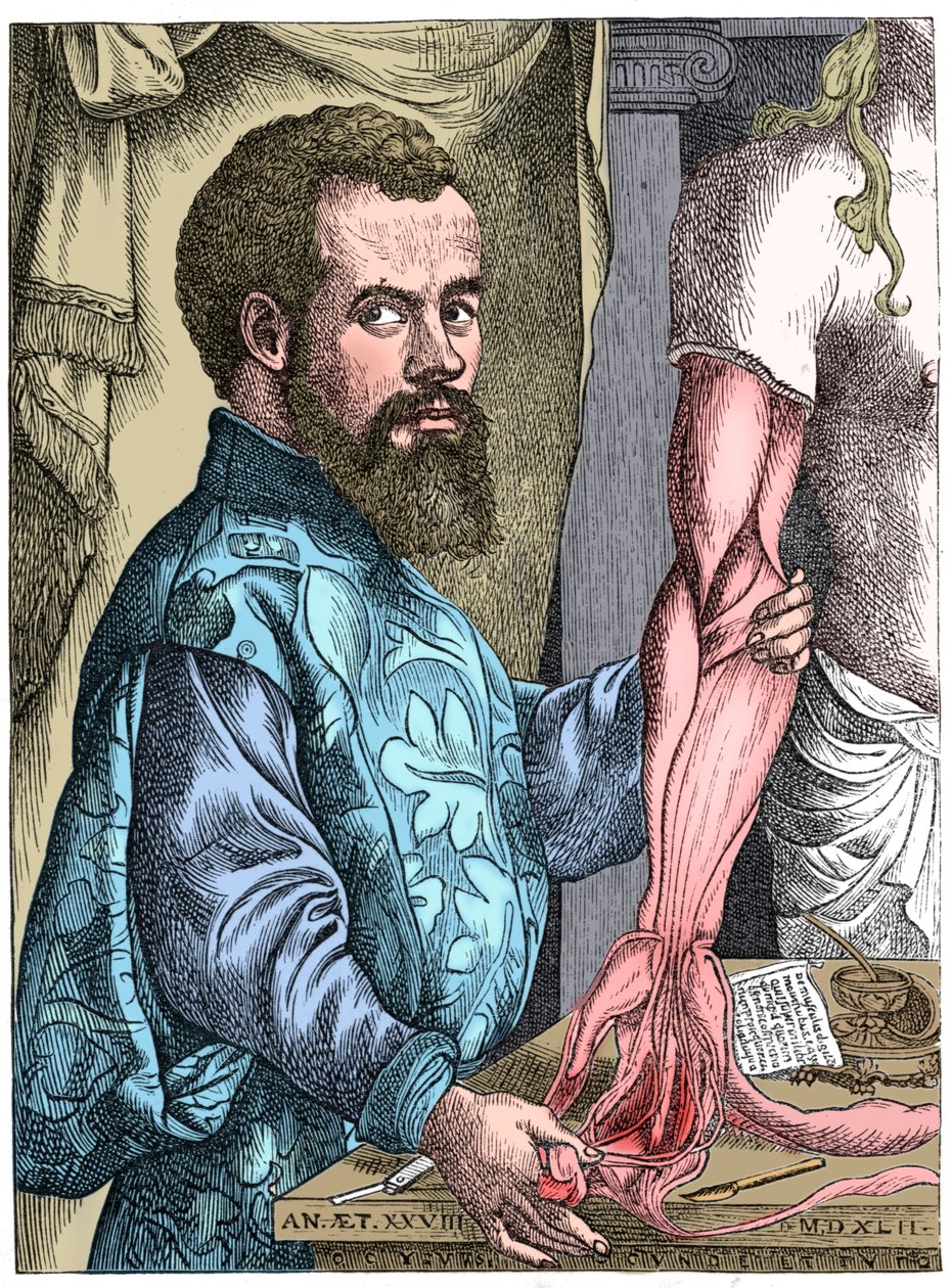 Andreas Vesalius, Flemish anatomist by Unbekannt