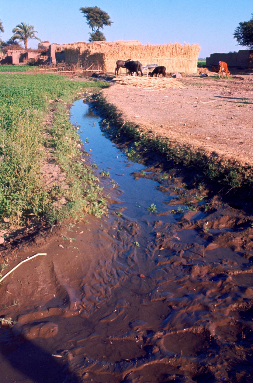 Animals grazing beside an irrigation or drainage ditch, Egypt, 20th Century by Unbekannt