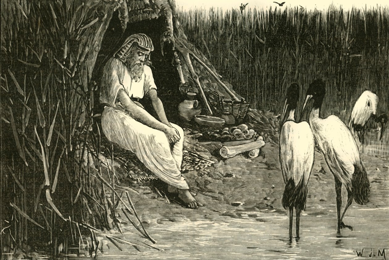 Anysis Concealed in the Marshes of the Delta, 1890 by Unbekannt