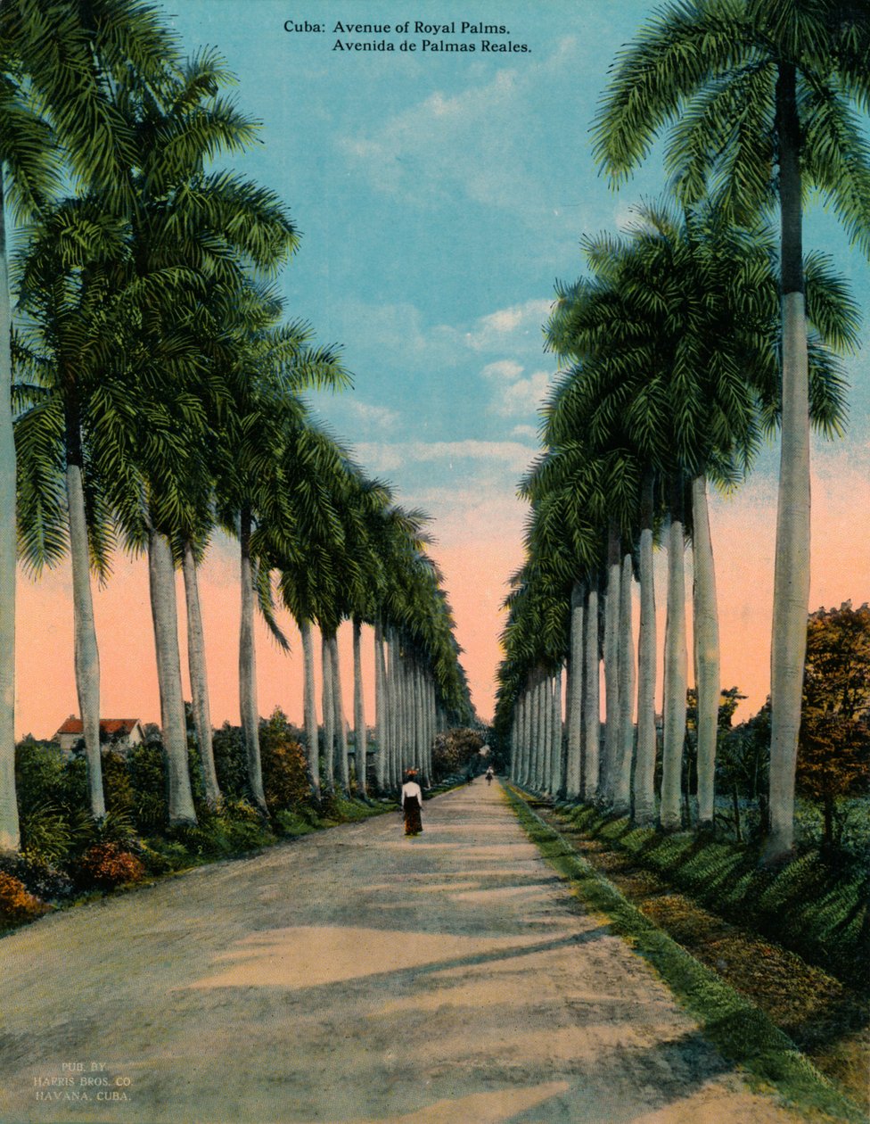 Avenue of Royal Palms, Cuba, c1920 by Unbekannt