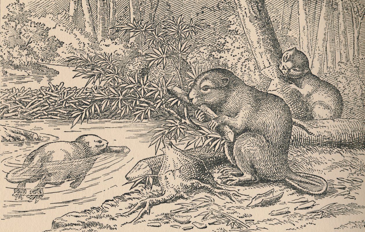 Beavers by Unbekannt