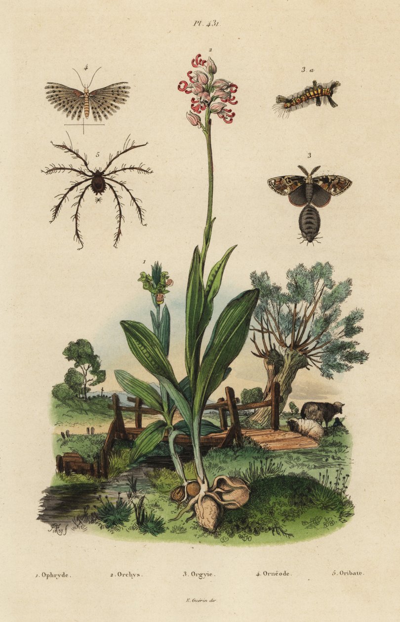 Bee Orchid, Monkey Orchid, Rusty Tussock Moth, Twenty-plume Moth, and Oribata Geniculata Mite by Unbekannt