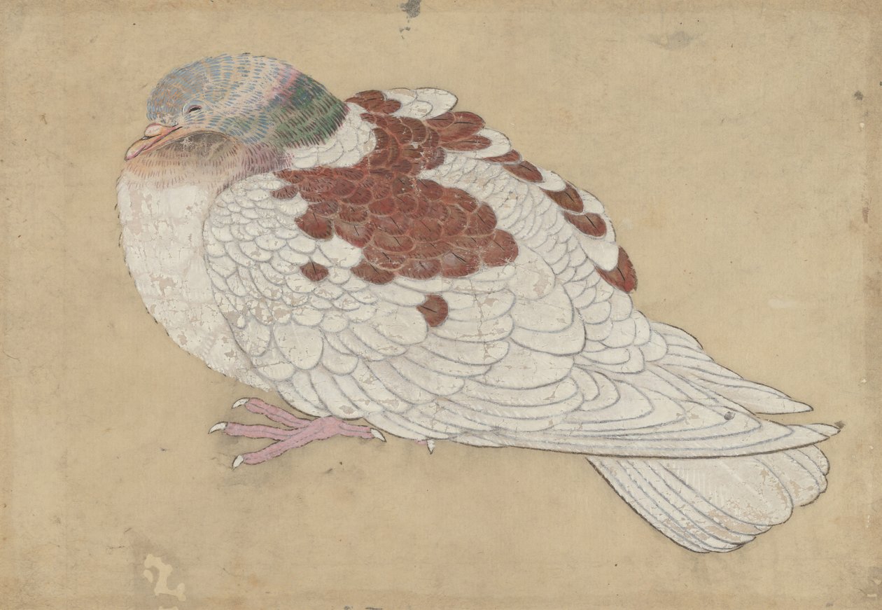 Bird, 18th century by Unbekannt