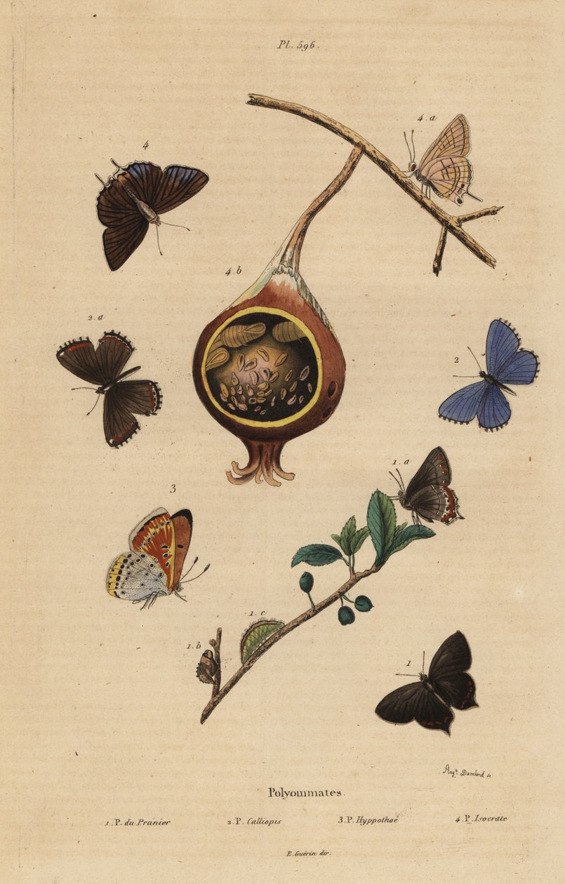 Black Hairstreak Butterfly, Common Blue Butterfly, Purple-edged Copper, and Common Guava Blue by Unbekannt
