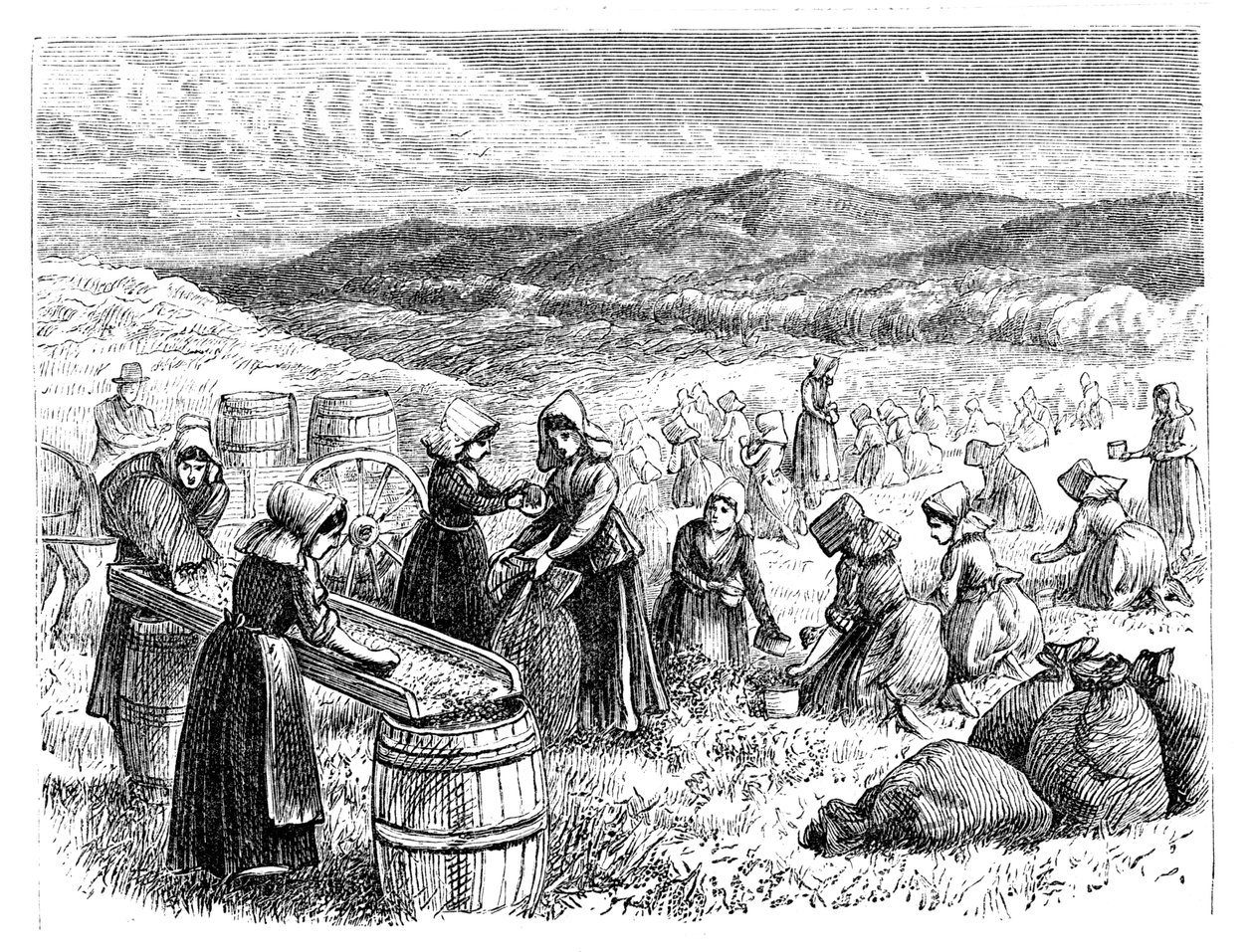 Cape Cod women picking and sorting Cranberries by Unbekannt
