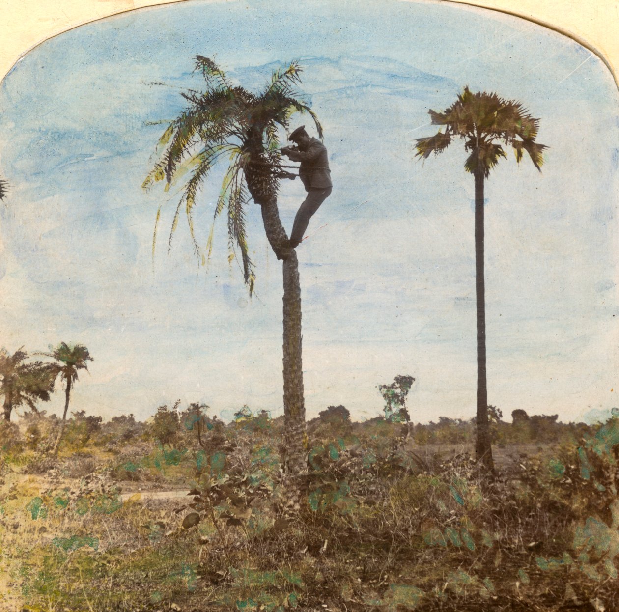 Captain Osman Shooting from a Tree with the Aid of Straps, India by Unbekannt