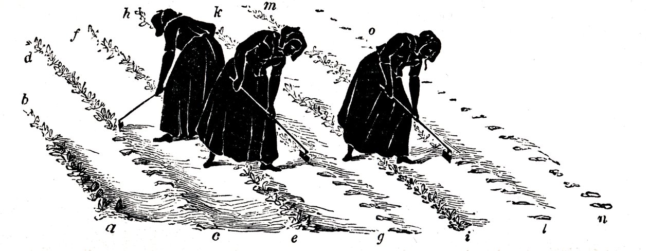 Crop Rotation: Women Thinning Turnips, 1855 by Unbekannt