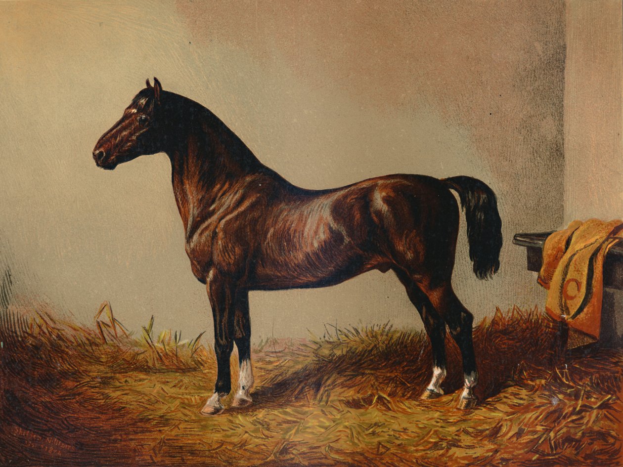 Entire Pony Hack Don Carlos, c. 1897 by Unbekannt