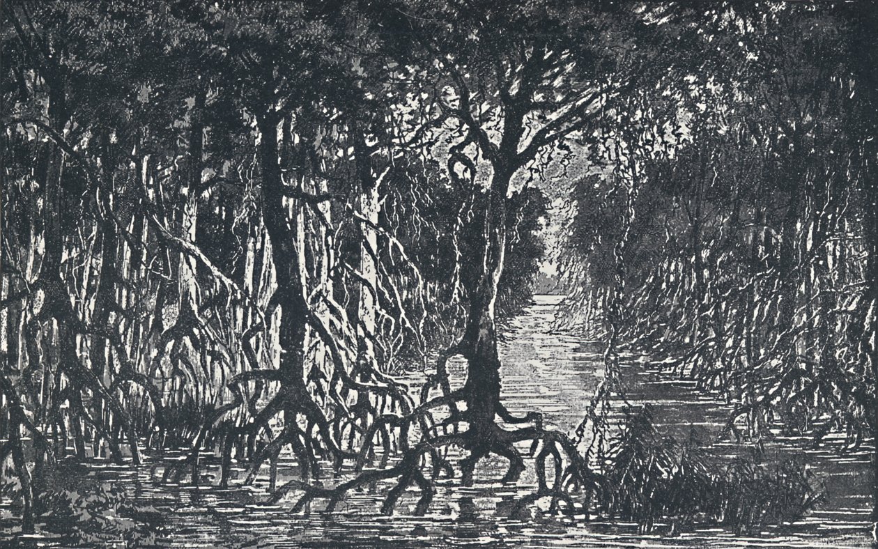 Equatorial African Forest, 1924 by Unbekannt