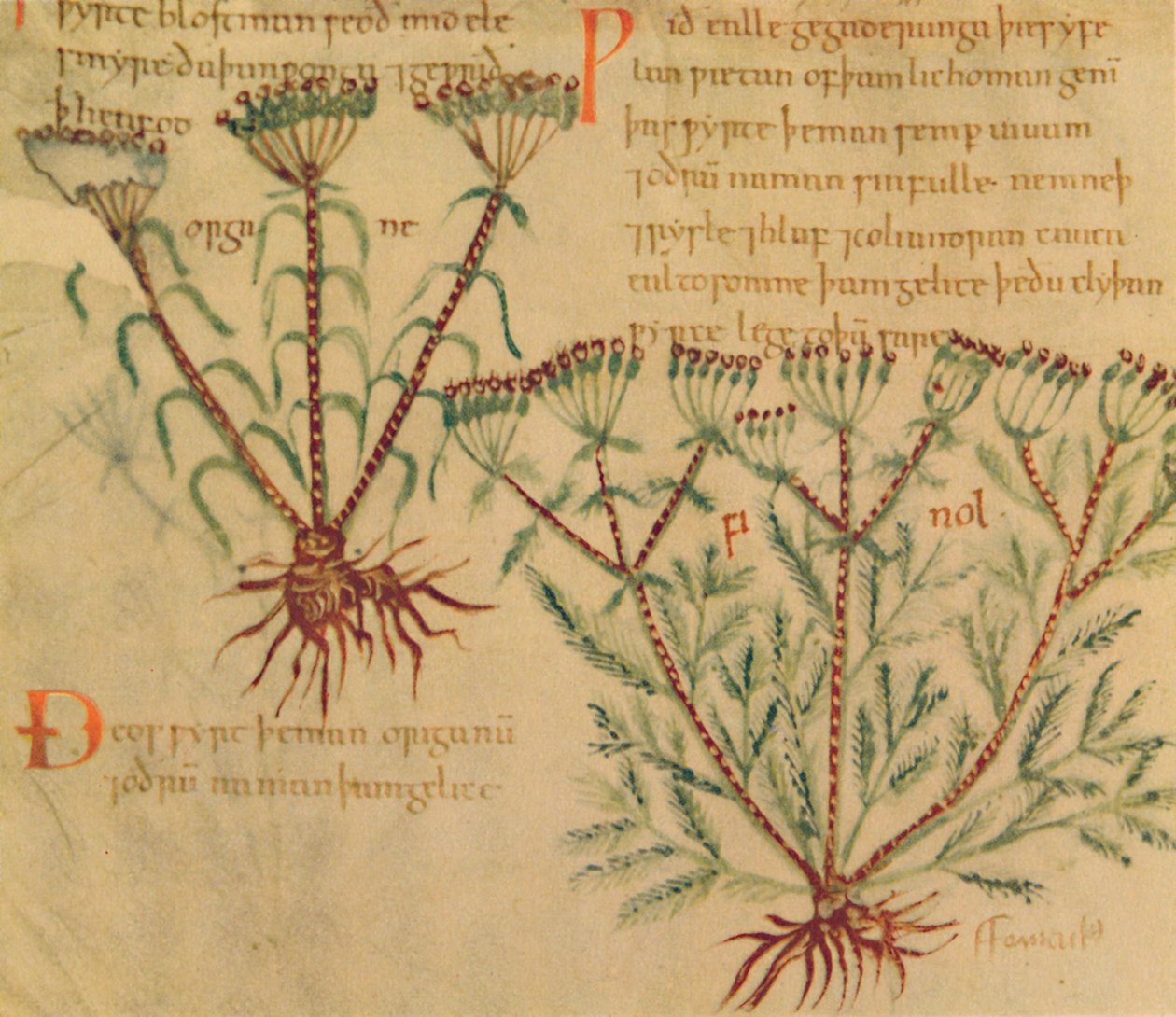 Fennel, 1947 by Unbekannt