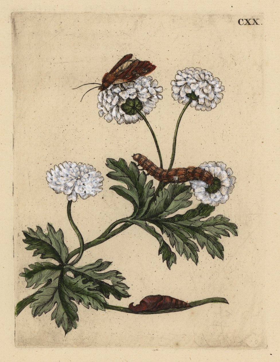 Feverfew, Tanacetum parthenium, with moth, caterpillar and pupa by Unbekannt