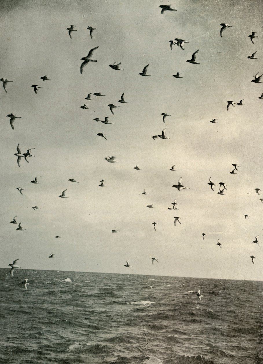 Flight of Antarctic Petrels, c1908, 1909 by Unbekannt