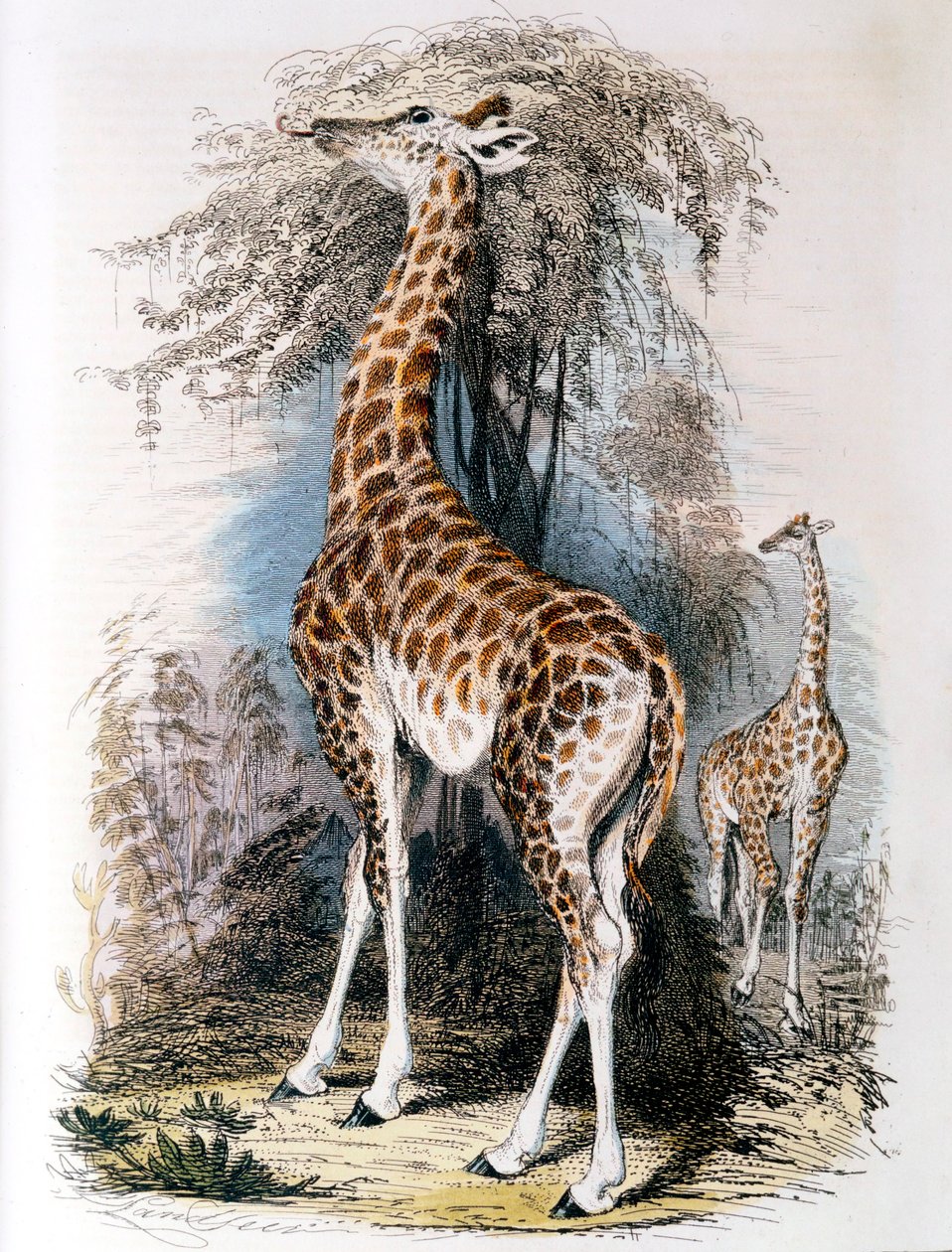 Giraffe Browsing on a Tree by Unbekannt