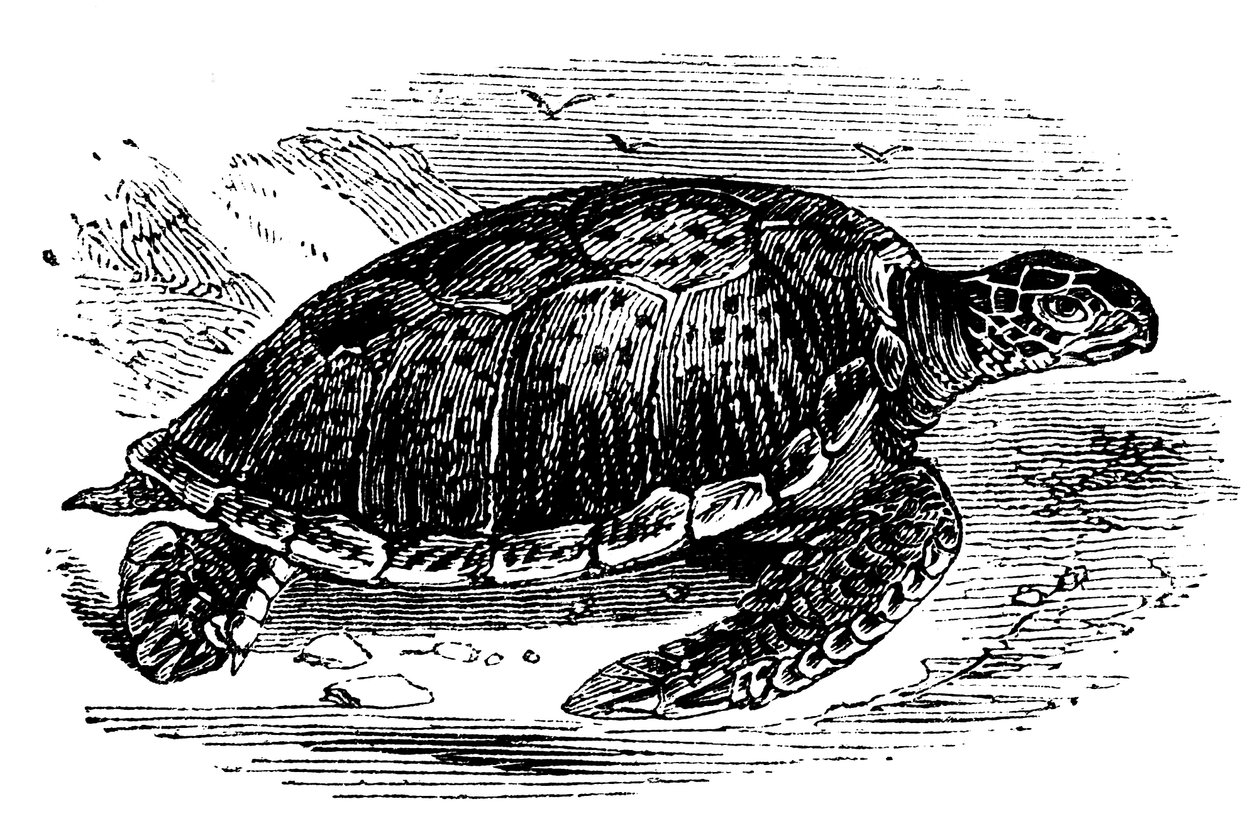 Green Turtle Chelone mydas, c1890 by Unbekannt