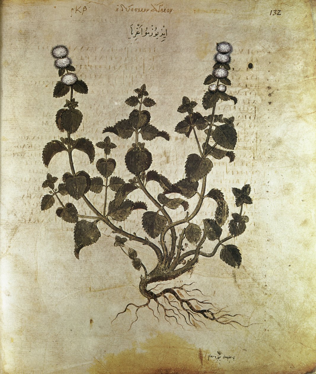 Herbals Peppermint, 6th century by Unbekannt