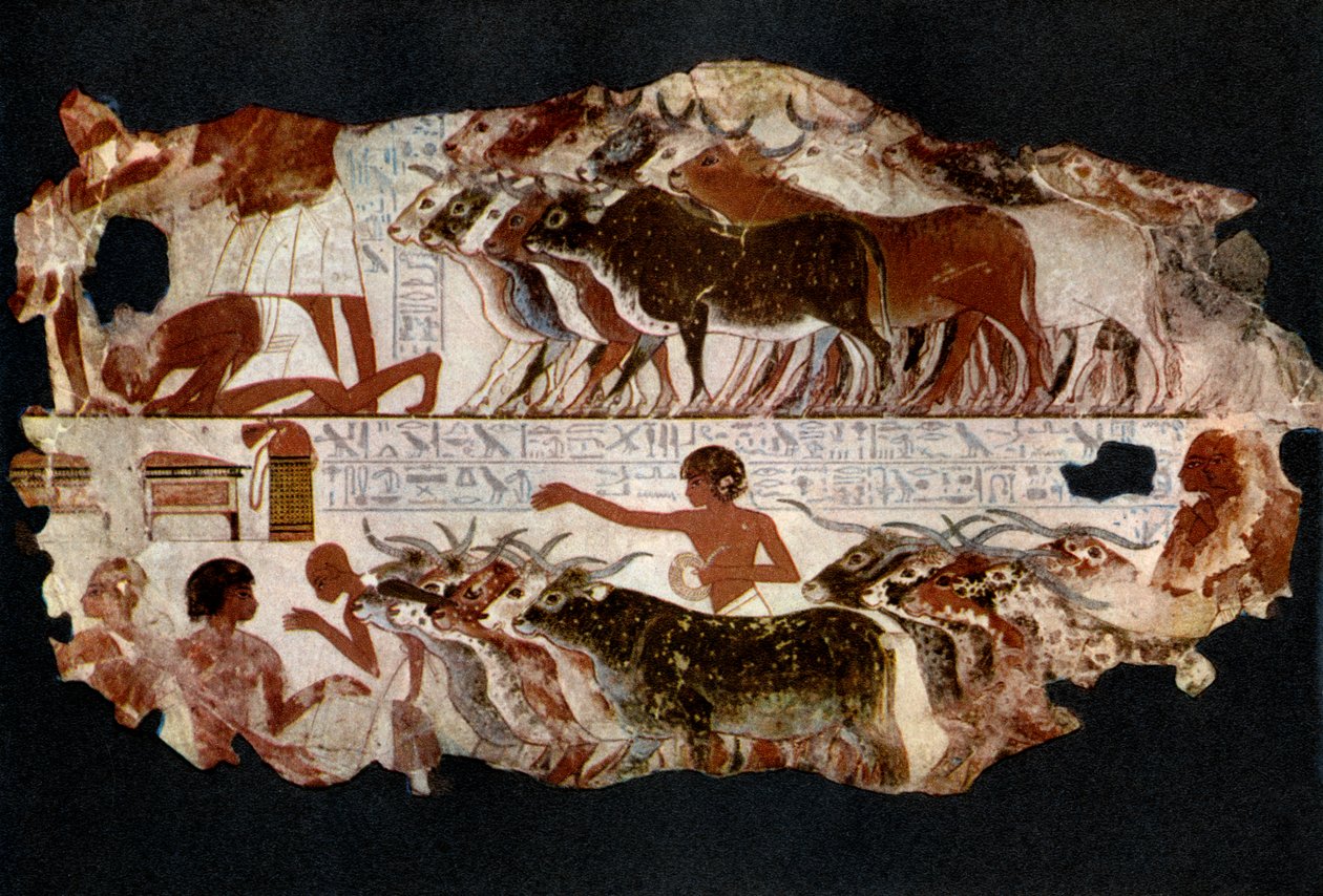 Herds of cattle from the time of the 18th Dynasty, Egypt by Unbekannt