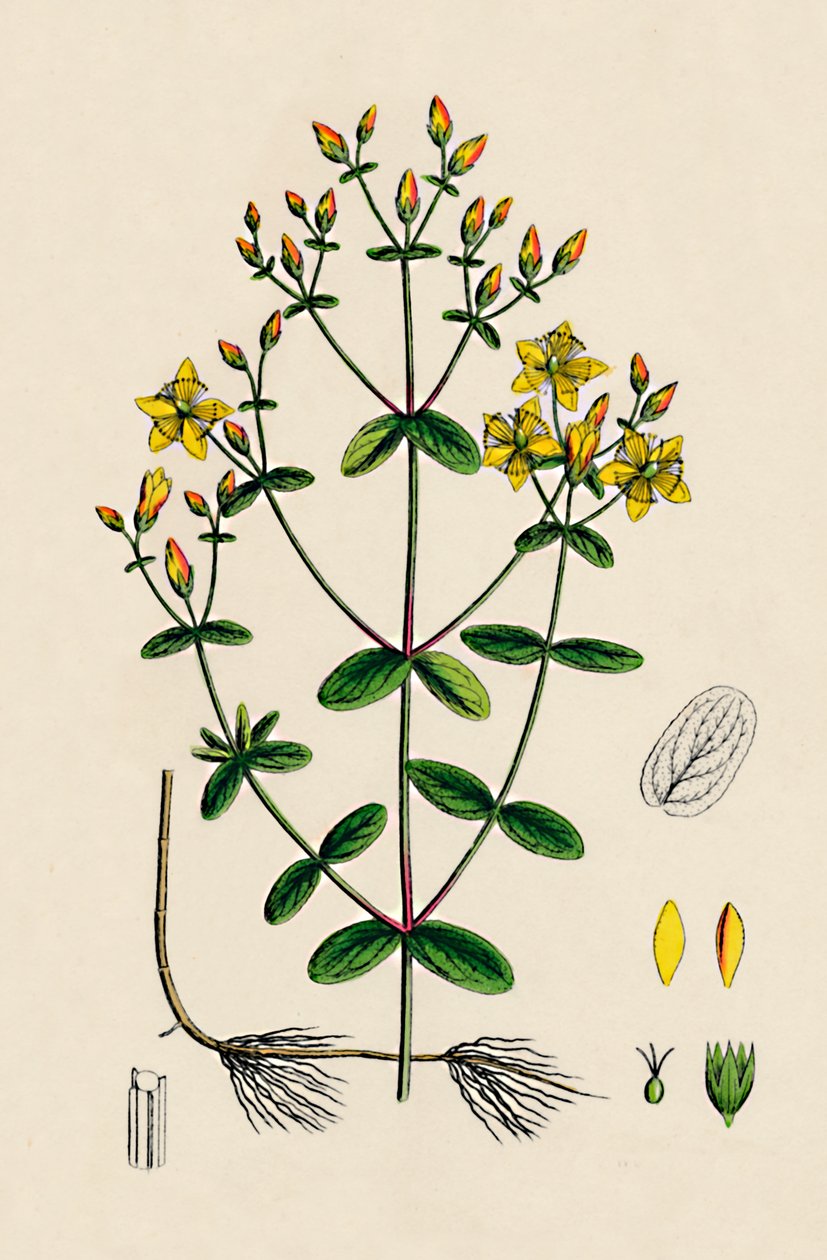 Hypericum Boeticum. Waved-leaved St. Johns Wort, 19th Century by Unbekannt