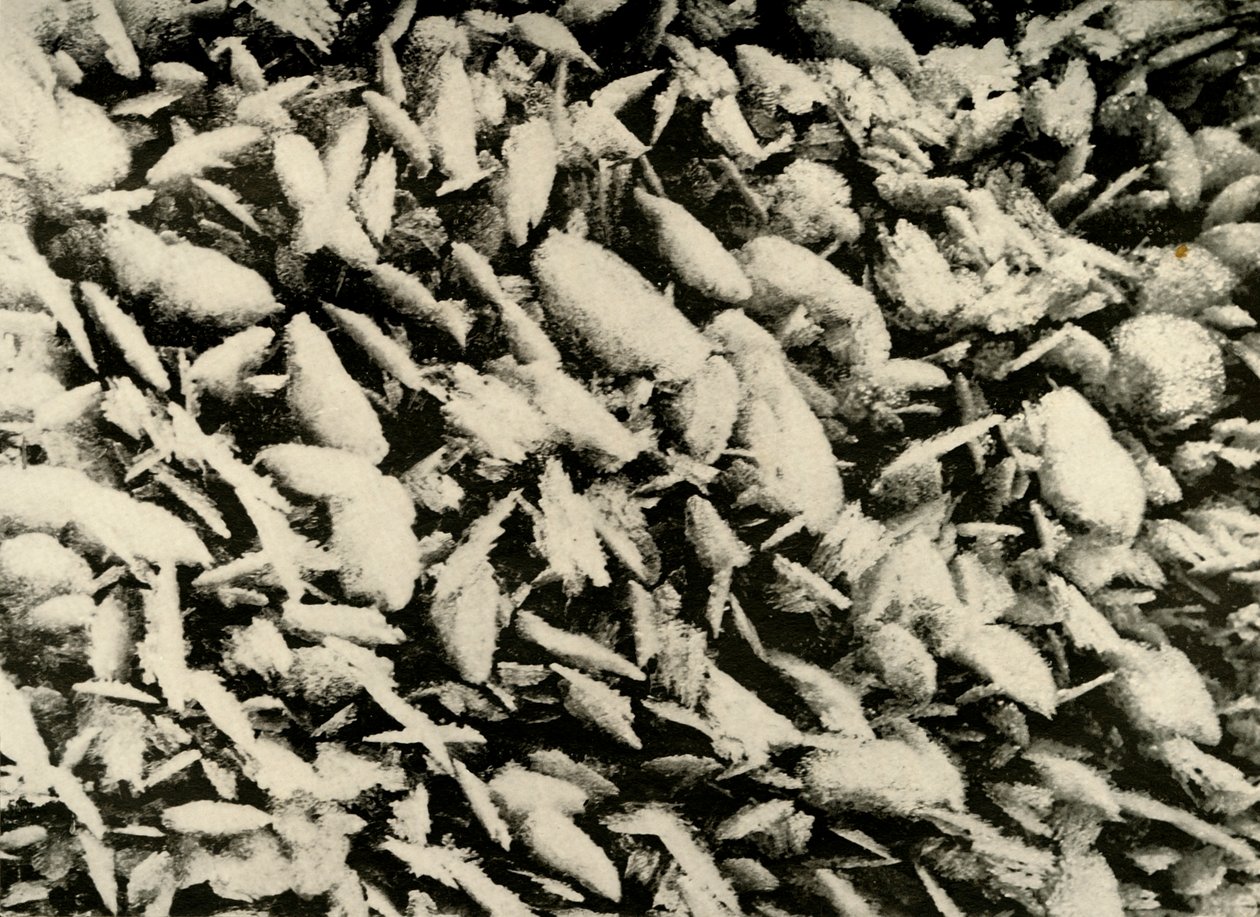 Ice Crystals on roof of the Hut Porch by Unbekannt