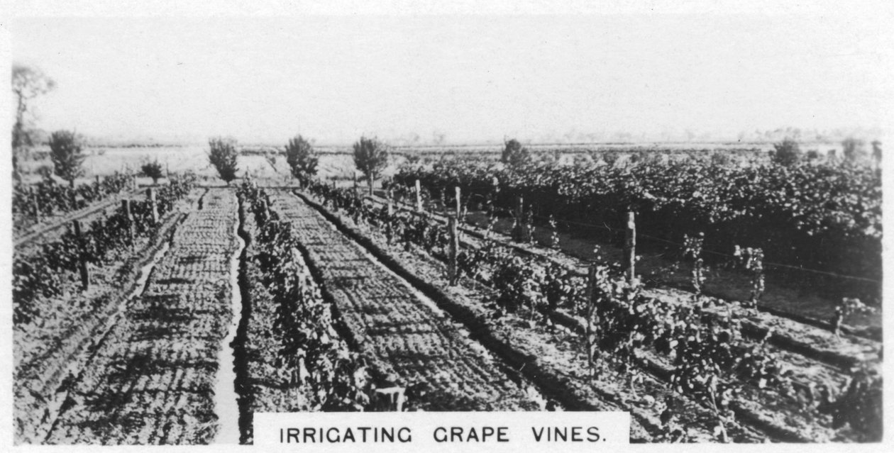 Irrigating Grape Vines, Australia, 1928 by Unbekannt