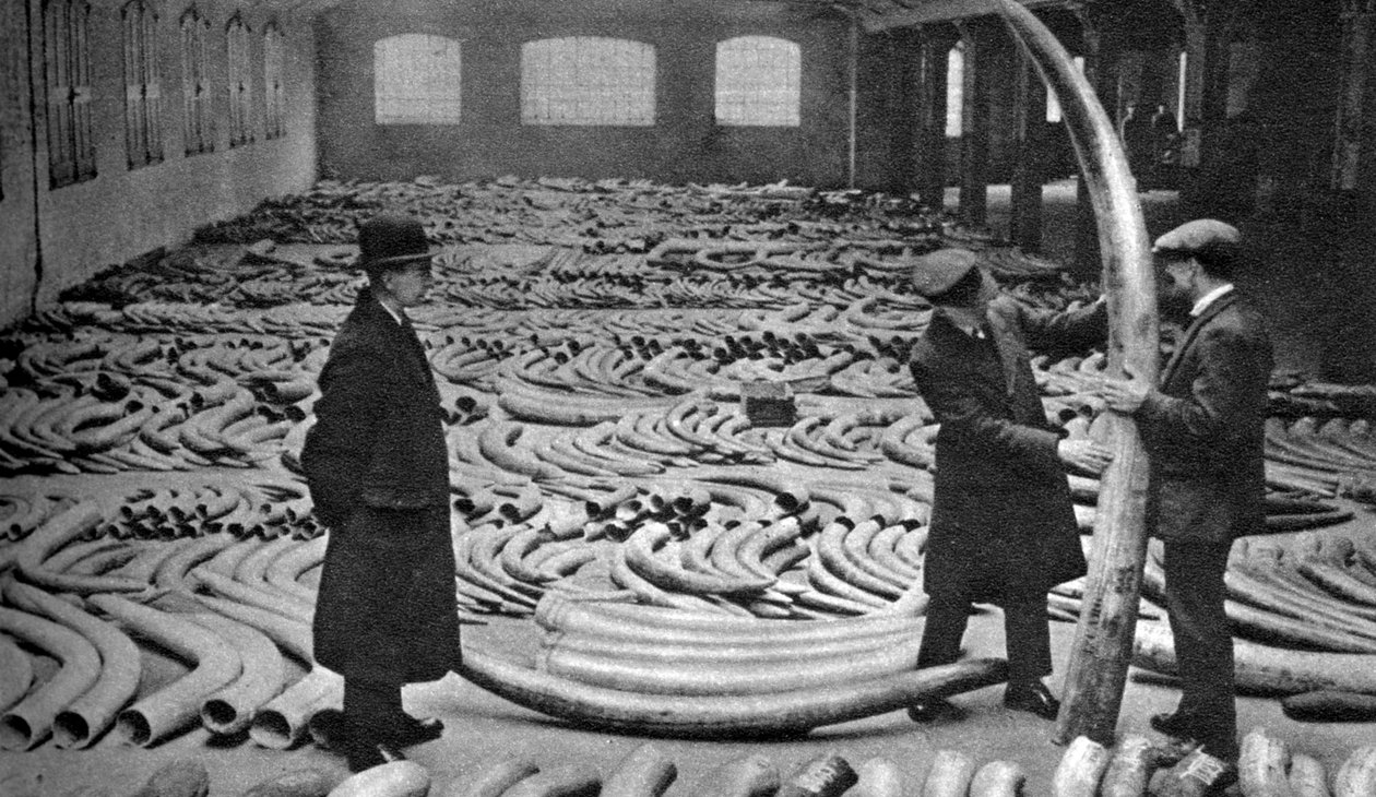 Ivory Shipment, Royal Albert Dock, London, 1926-1927 by Unbekannt