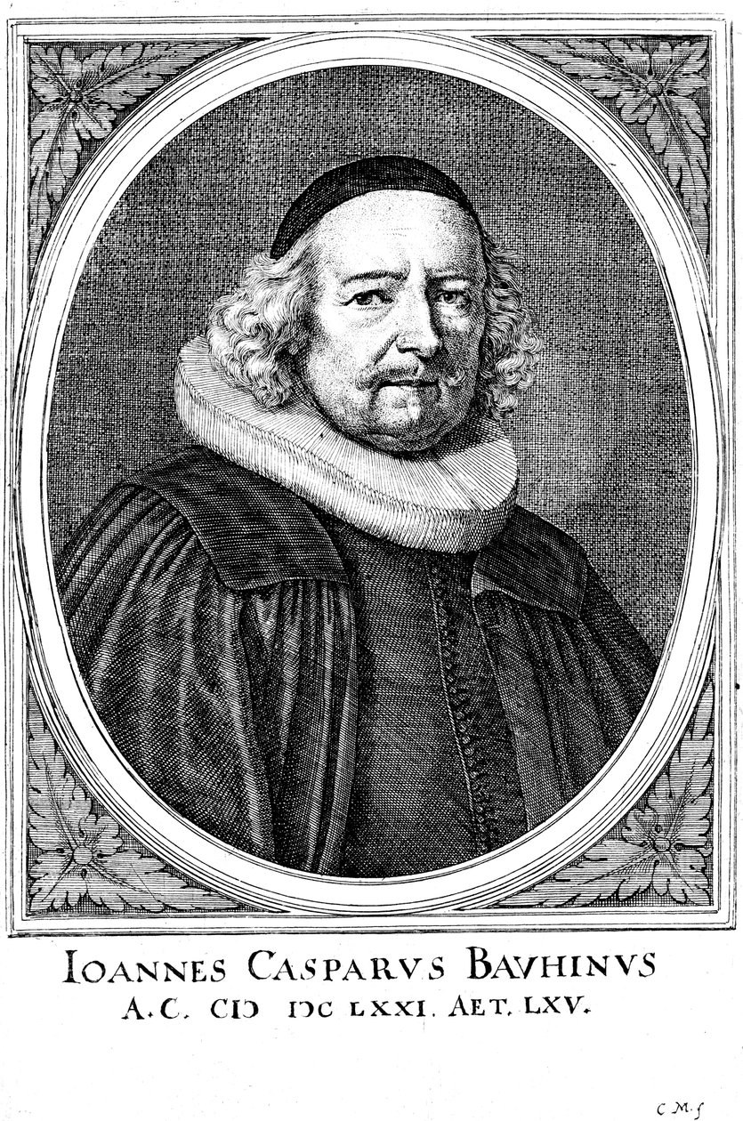Jean Caspar Bauhin, Swiss physician and botanist by Unbekannt