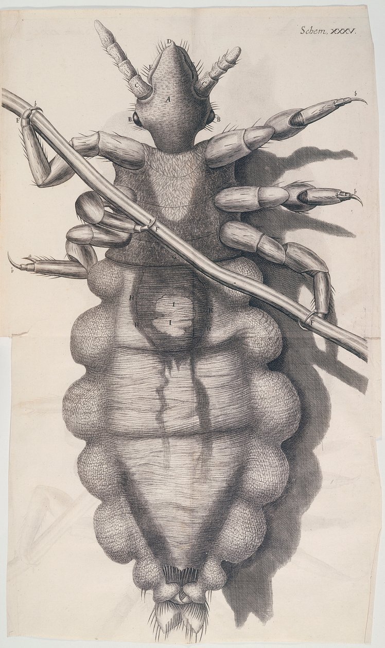 Louse clinging to a human hair in Hooke