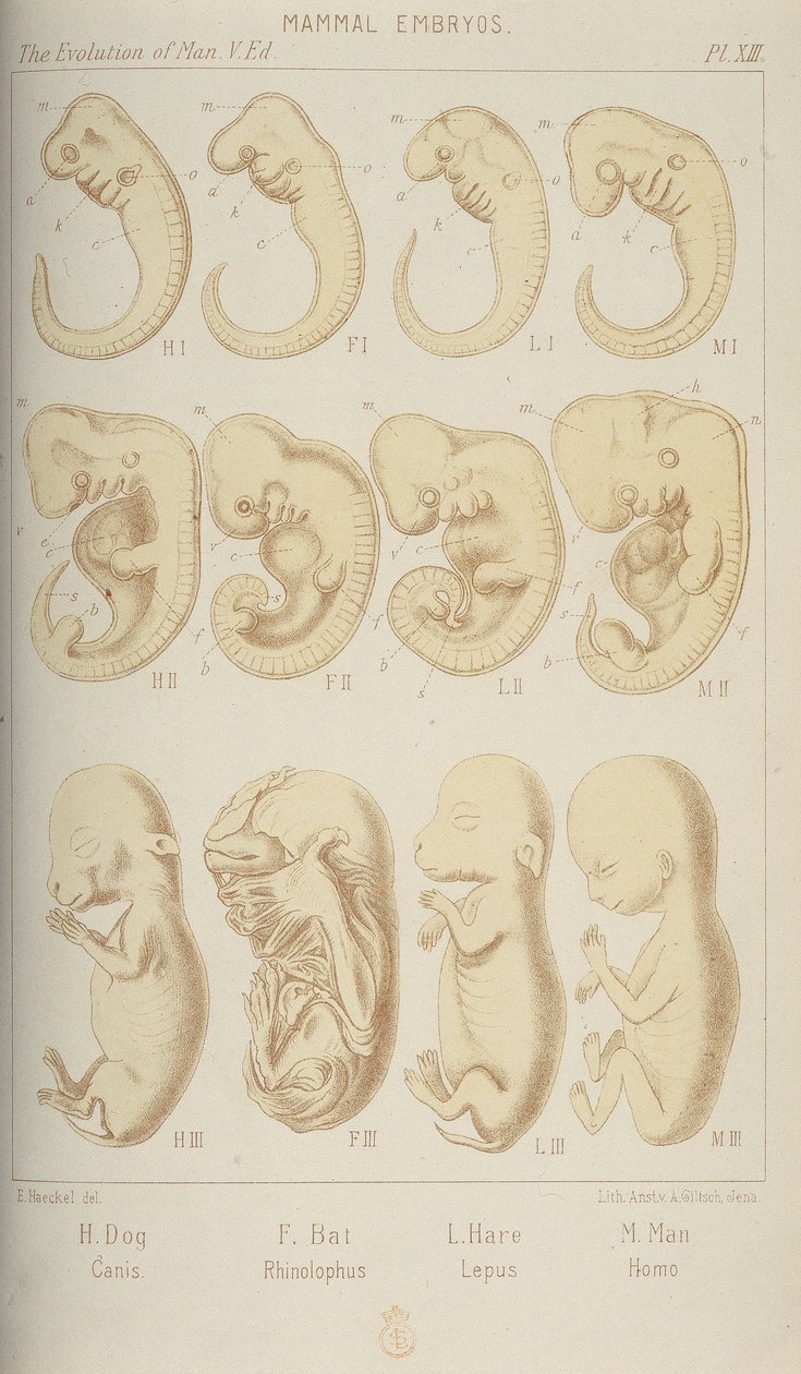 Mammal Embryos by Unbekannt: Premium art reproduction