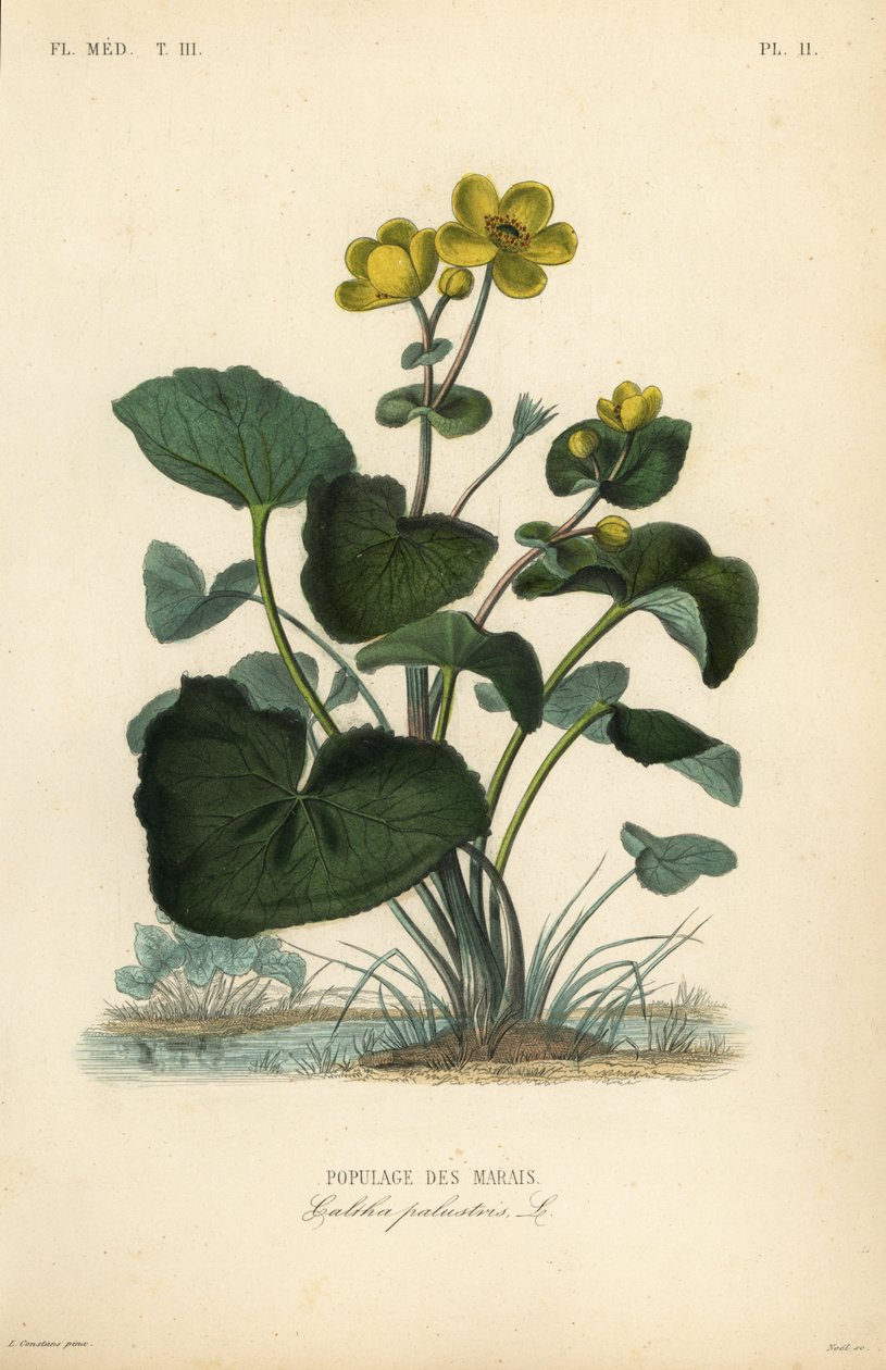 Marsh marigold or kingcup by Unbekannt