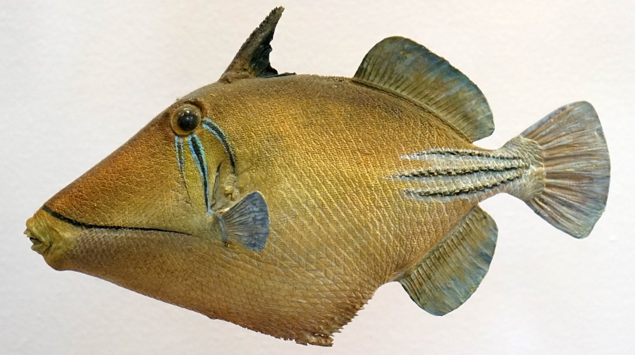 Model of a Lagoon Triggerfish by Unbekannt