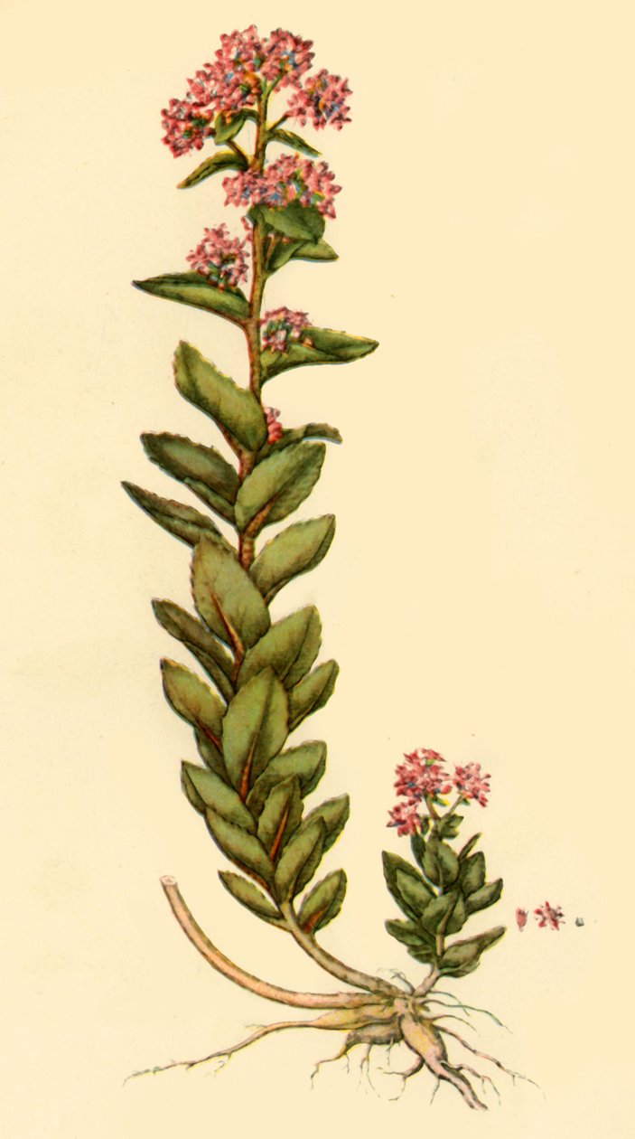 Orpine by Unbekannt: Premium art reproduction