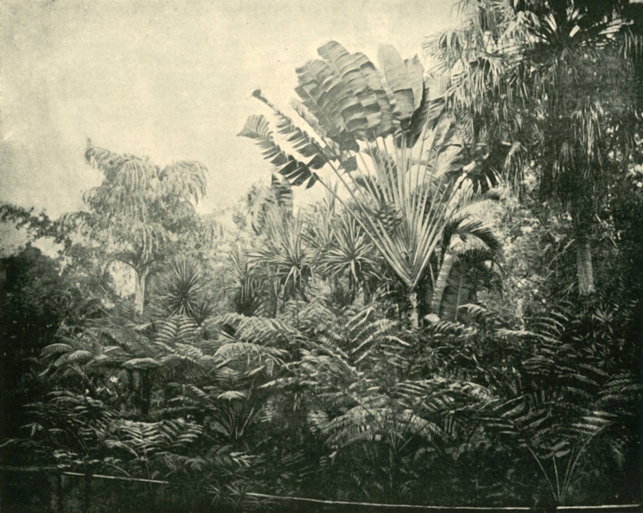 Palm and Fern Island, Botanic Gardens, Brisbane by Unbekannt