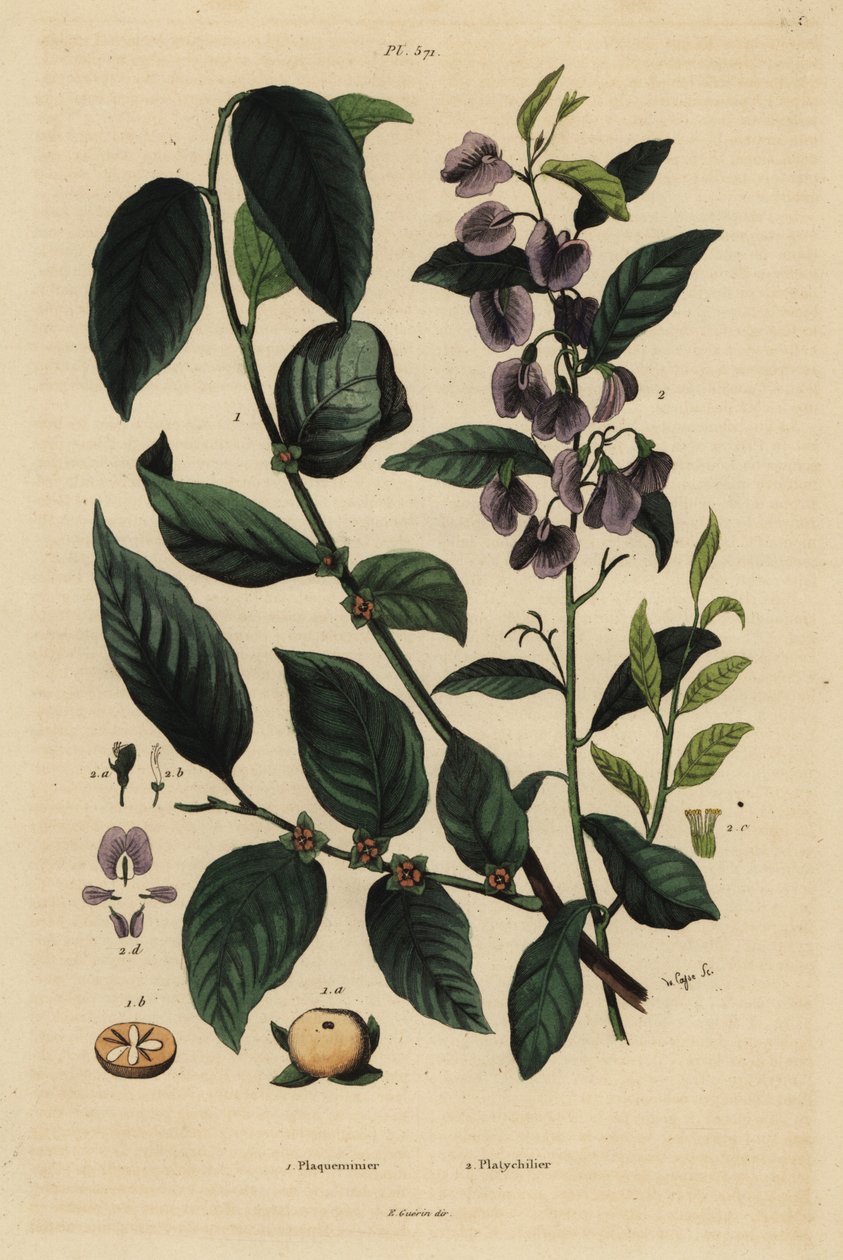 Persimmon, Dospyros kaki, and tree hovea or karri blue bush, Hovea elliptica Platychilum celsianum by Unbekannt