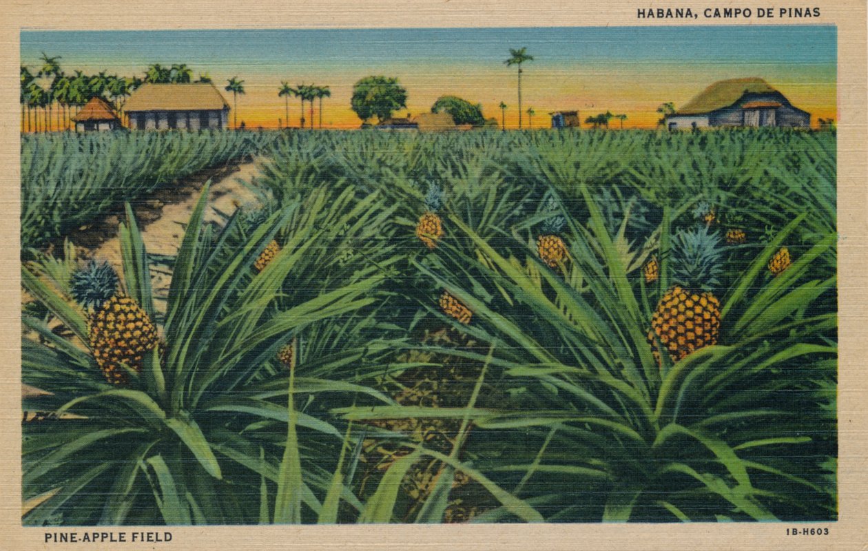 Pine-Apple Field, Habana, c1910 by Unbekannt