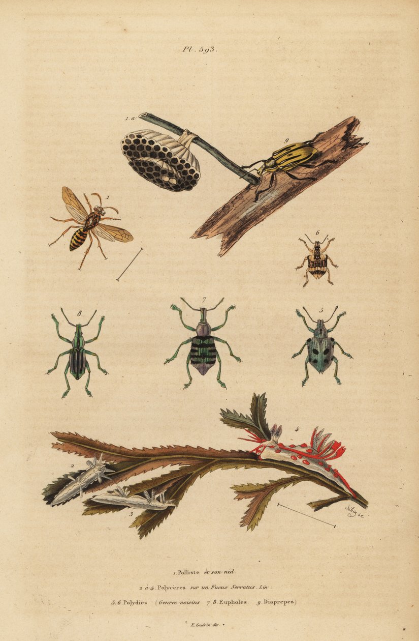 Polistes Gallicus, Paper Wasp and Nest, Blue Weevil, Root Weevil, Polycera Sea Slugs, Atlantic Ancula on Seaweed by Unbekannt