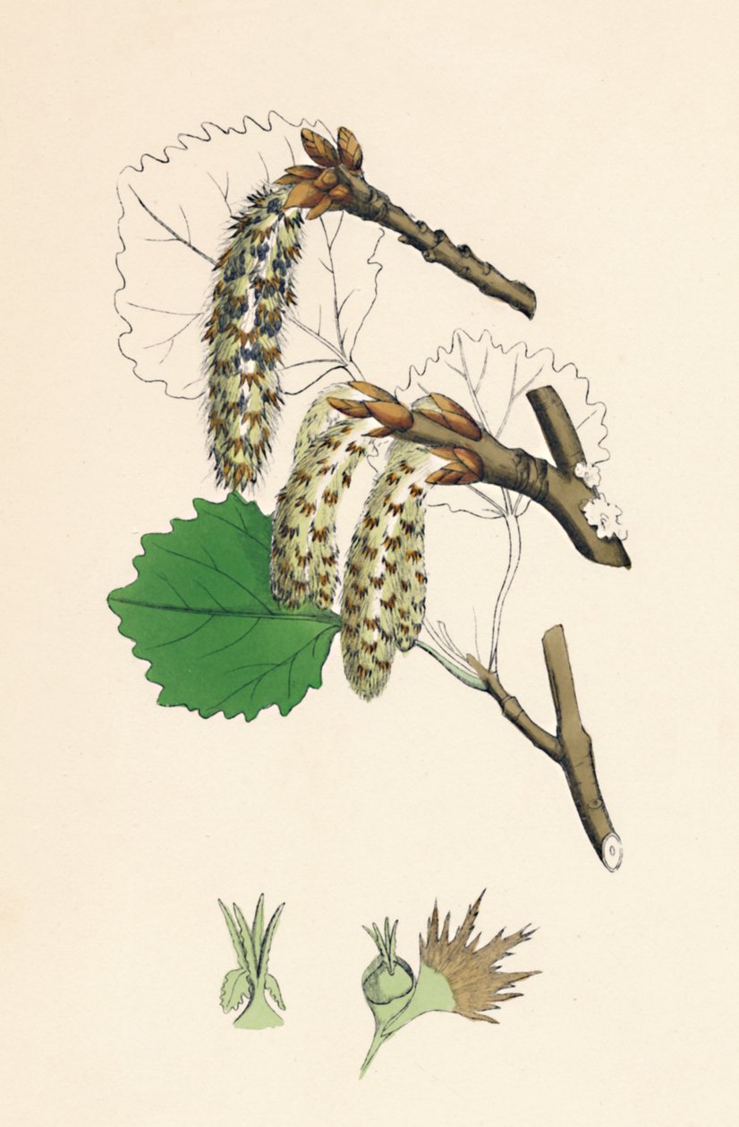 Populus tremula. Aspen, 19th Century by Unbekannt