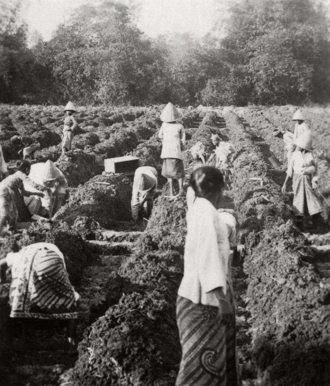 Preparing irrigation channels at a sugar plantation, Java, Dutch East Indies, 1927 by Unbekannt