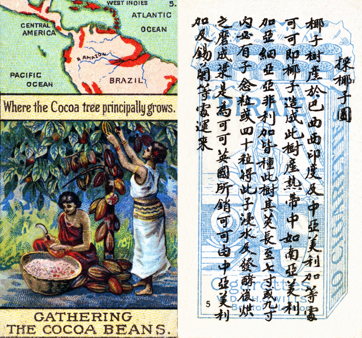 Principal areas for the production of cocoa, from the series of 