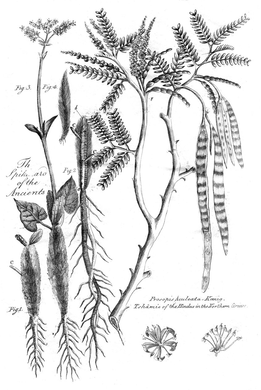 Prosopis Aculeata, 1799 by Unbekannt
