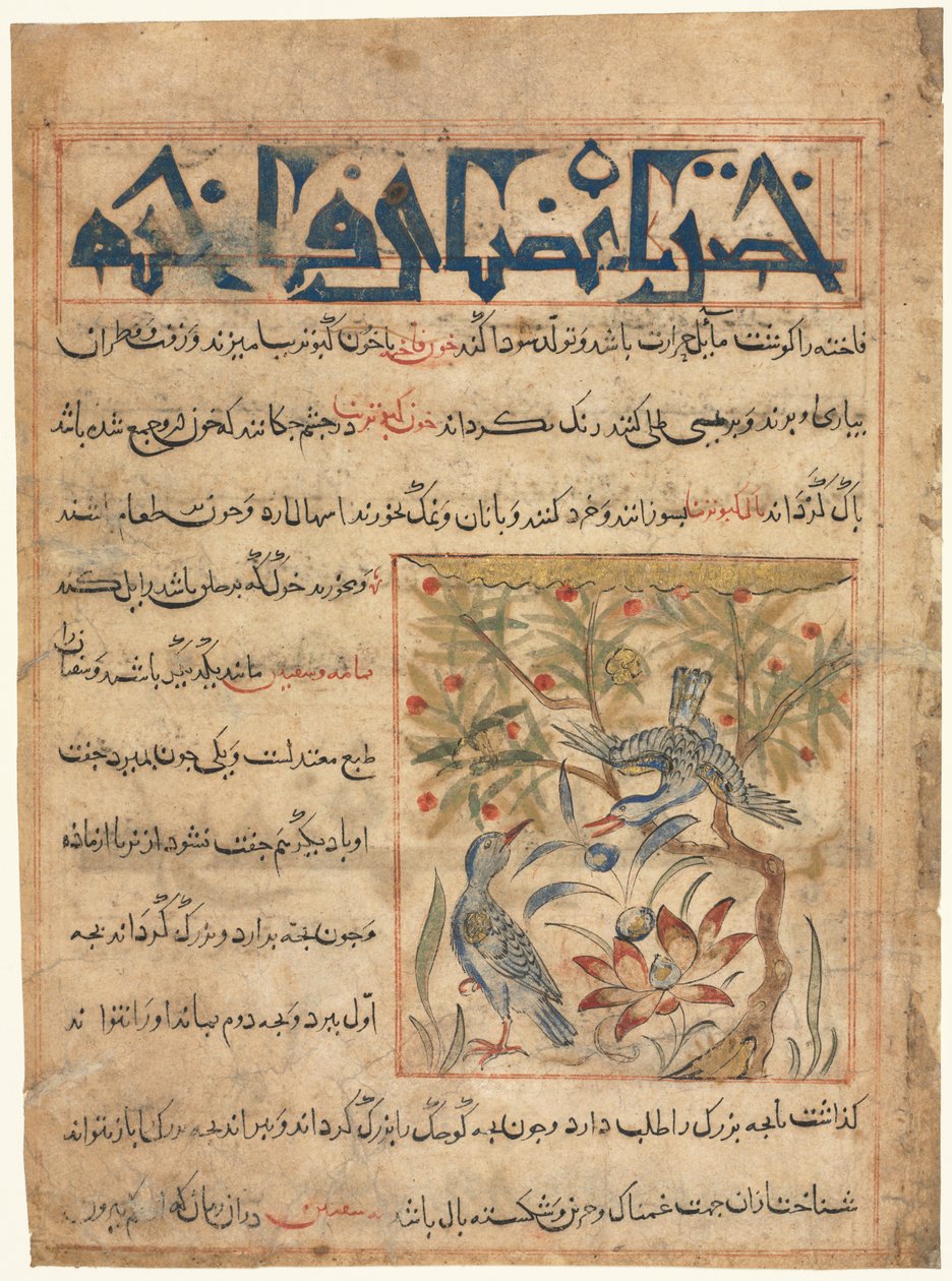 Qualities of Ringdoves recto from a Manafi al-Hayawan On the Usefulness of Animals by Unbekannt