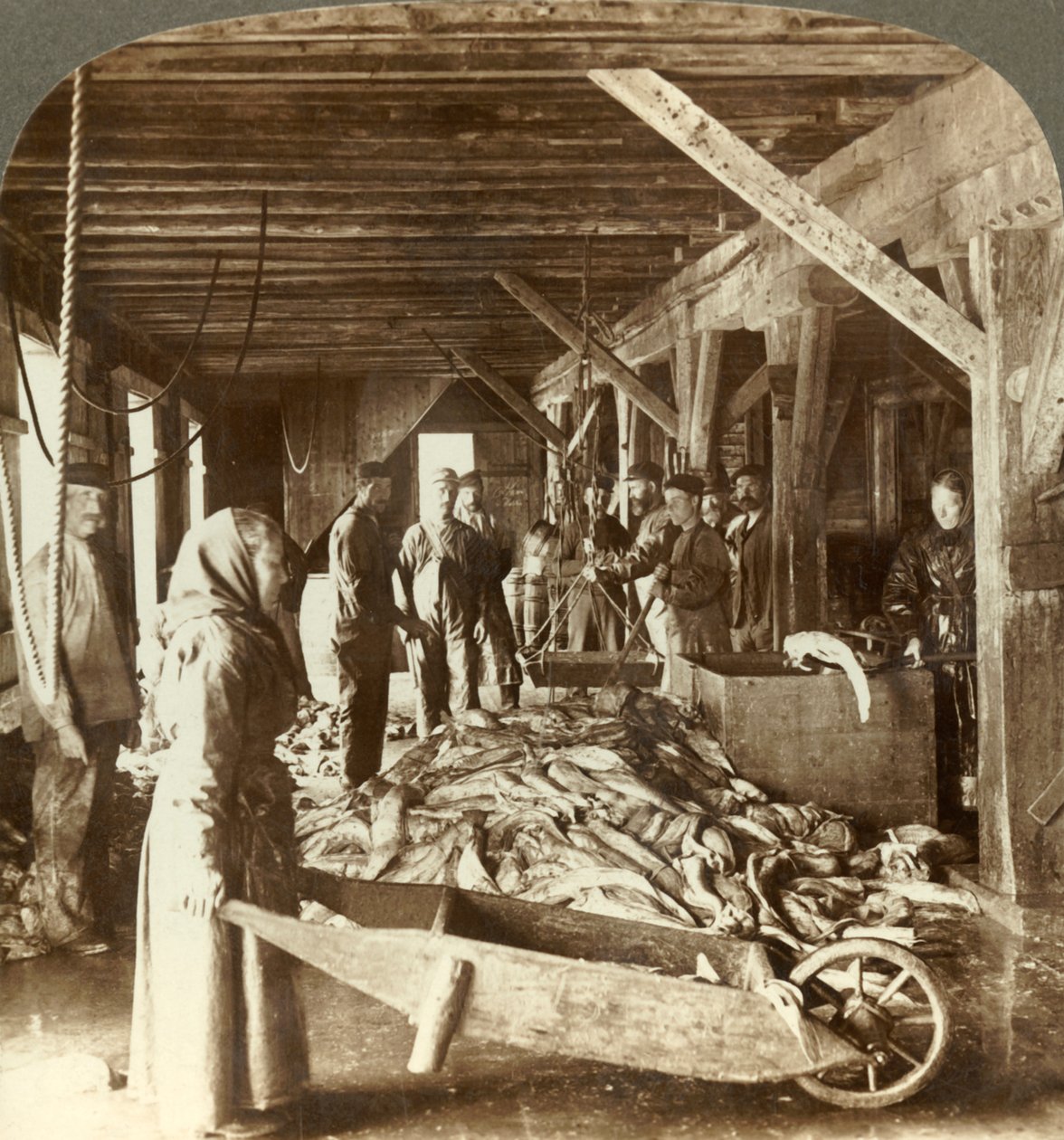 Receiving Fish from Sea Vessels and Packing for Export - Fish Warehouse, Aalesund, Norway by Unbekannt