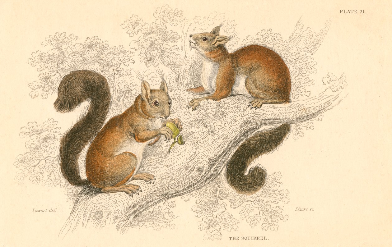 Red Squirrel, Tree-Living Rodent Native to Europe and Asia by Unbekannt