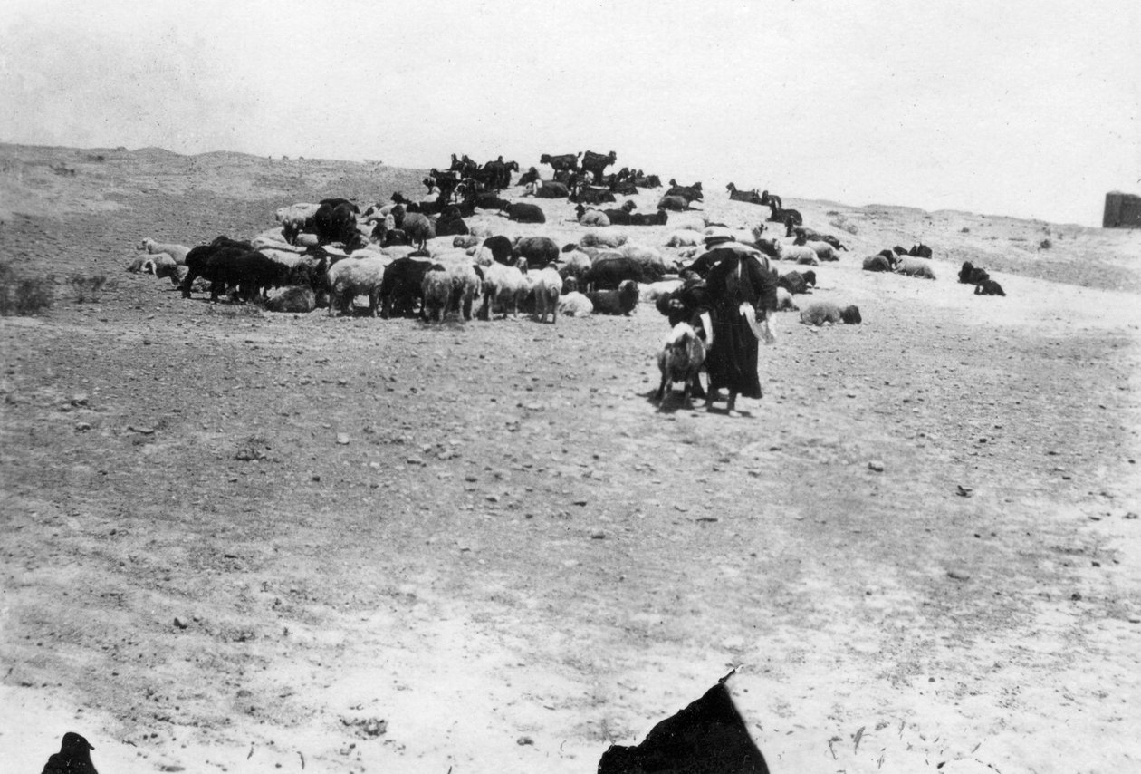 Sheep Grazing Outside Samarra, Mesopotamia by Unbekannt