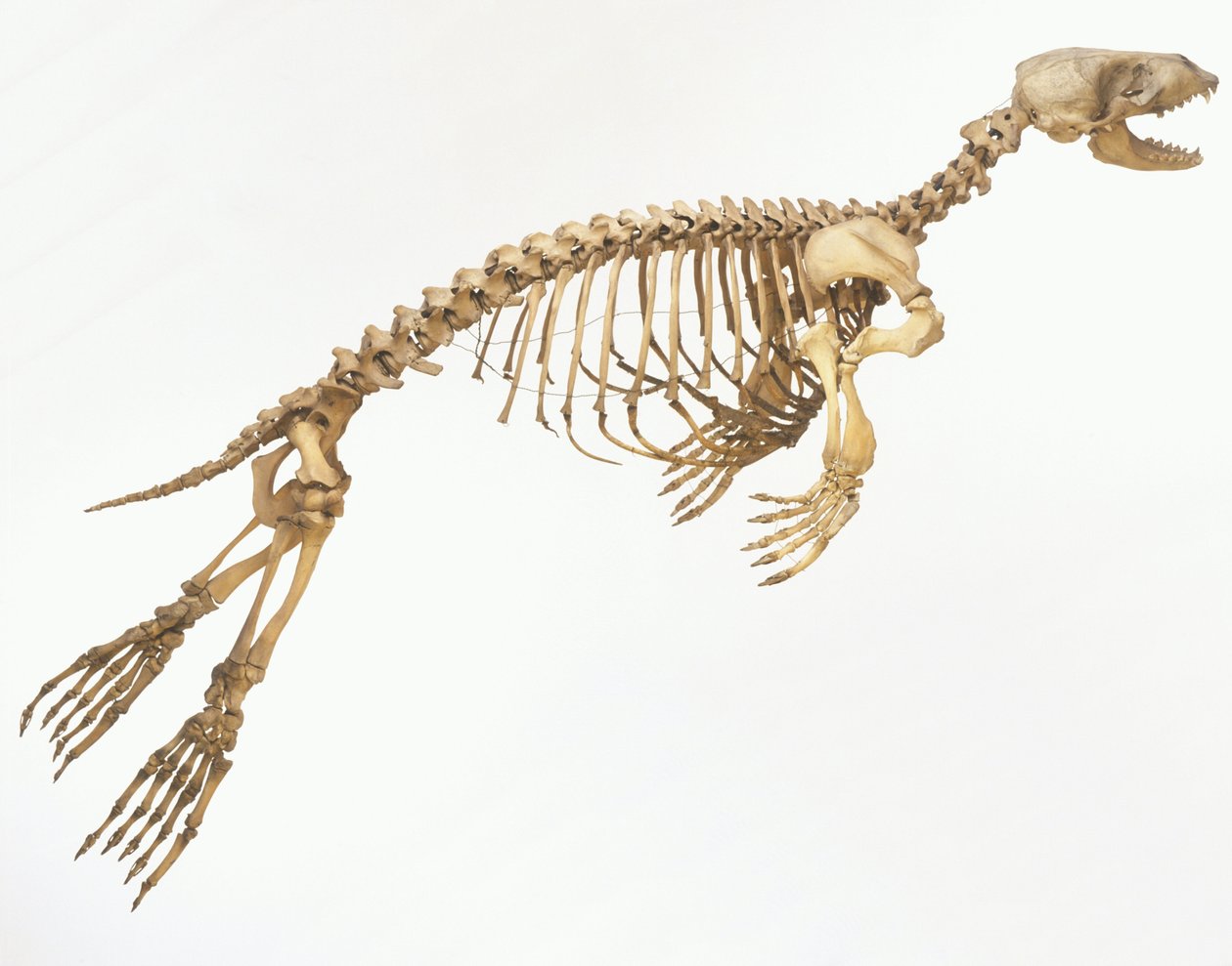 Skeleton of a Harbour Seal (Phoca vitulina) 