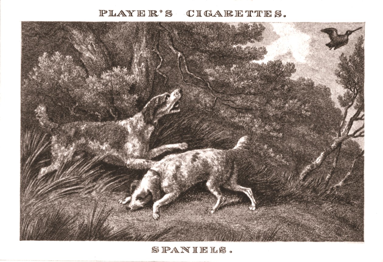 Spaniels, 1924 by Unbekannt