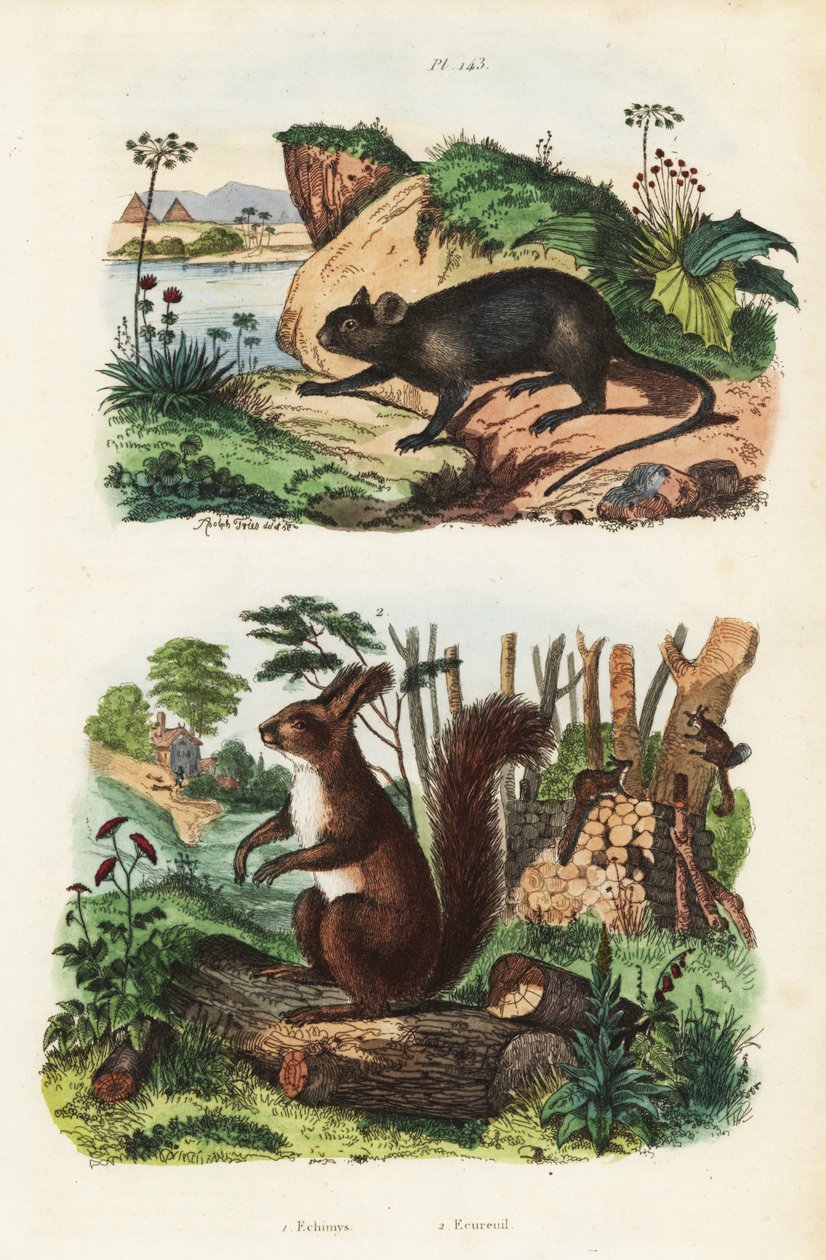 Spiny tree-rat, Echimys chrysurus, and Eurasian red squirrel, Sciurus vulgaris by Unbekannt