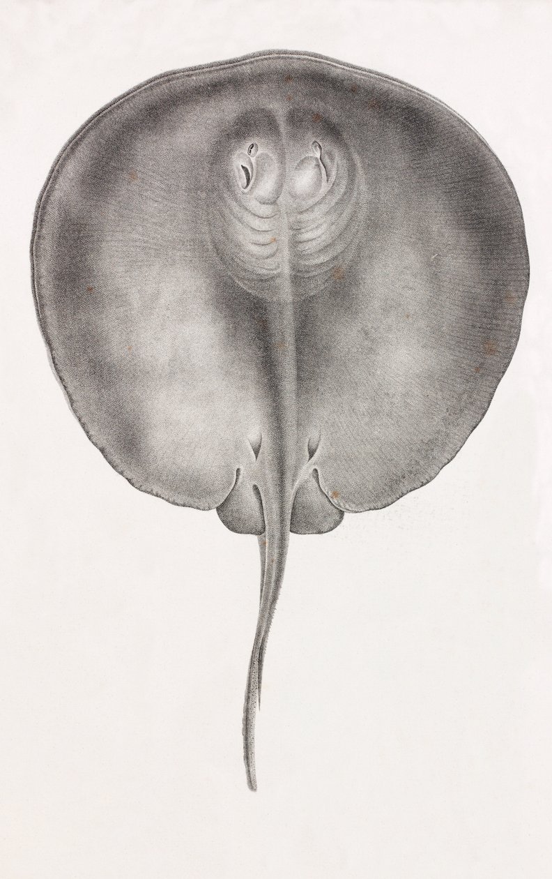 Stingray, front view close up by Unbekannt
