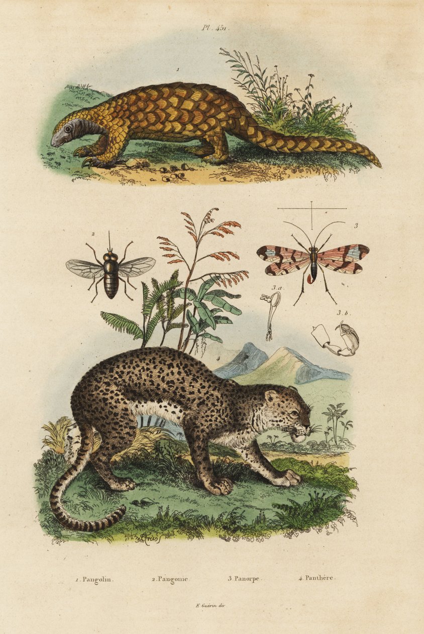 Sunda pangolin, Manis javanica, critically endangered, leopard, Panthera pardus, horse fly, Tabanus rostratus, scorpion fly, Panorpa communis by Unbekannt