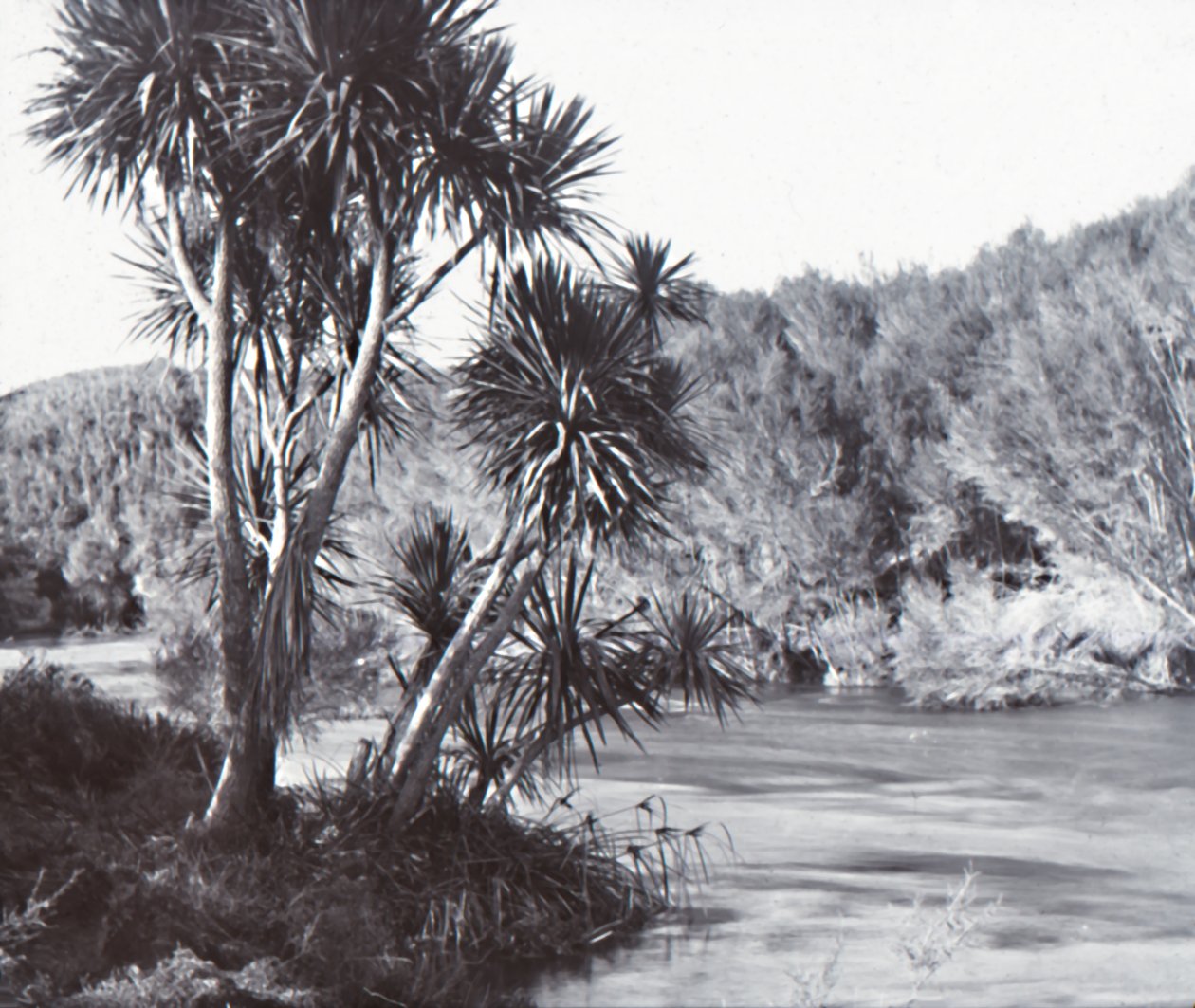 Te Waihou River, Okoroire, late 19th-early 20th century by Unbekannt