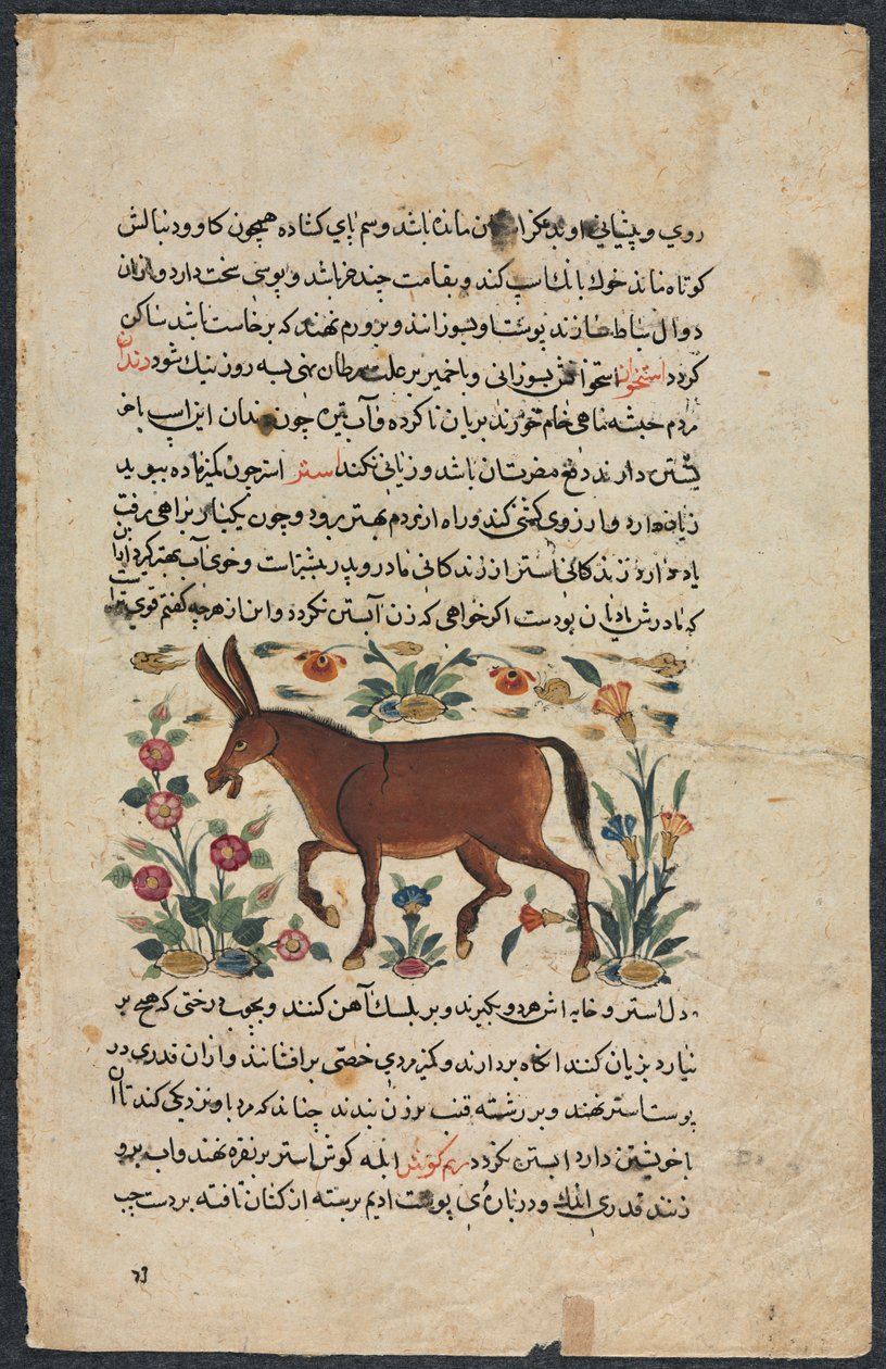 Text Page, Persian Prose Recto, Khar Ass Verso by Unbekannt